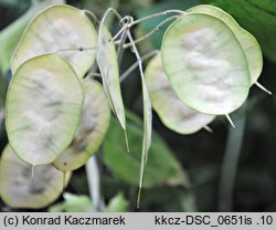 Lunaria annua (miesiącznica roczna)
