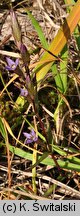 Gentianella uliginosa (goryczuszka błotna)