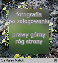 Saxifraga moschata ssp. basaltica (skalnica darniowa bazaltowa)