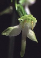 Platanthera chlorantha (podkolan zielonawy)