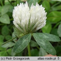 Trifolium pratense (koniczyna łąkowa)