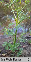 Ranunculus sceleratus (jaskier jadowity)