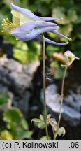 Aquilegia caerulea (orlik błękitny)