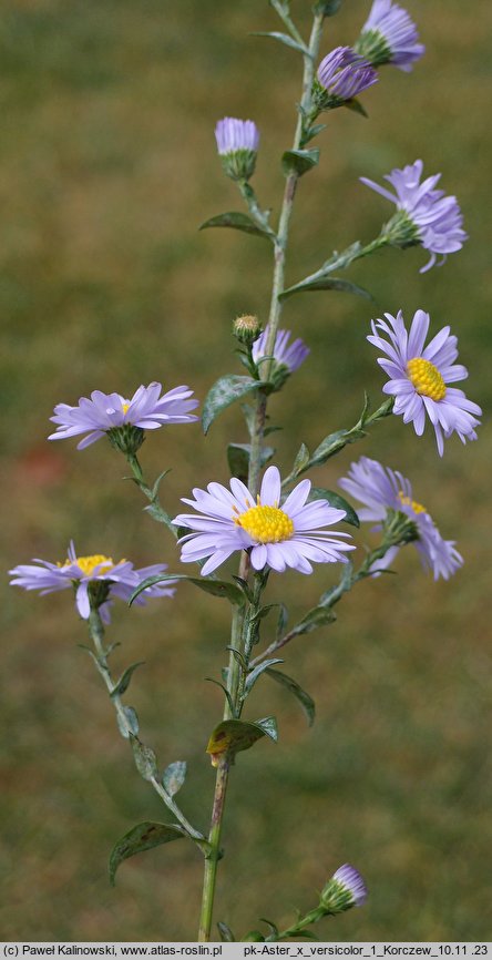 Symphyotrichum ×versicolor (aster różnobarwny)