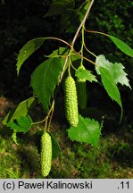 Betula ×oycoviensis (brzoza ojcowska)