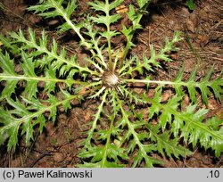 Carlina acaulis ssp. caulescens (dziewięćsił bezłodygowy wyniesiony)