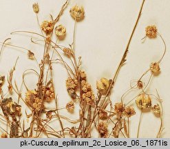 Cuscuta epilinum (kanianka lnowa)