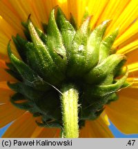 Helianthus ×laetiflorus (słonecznik jaskrawy)