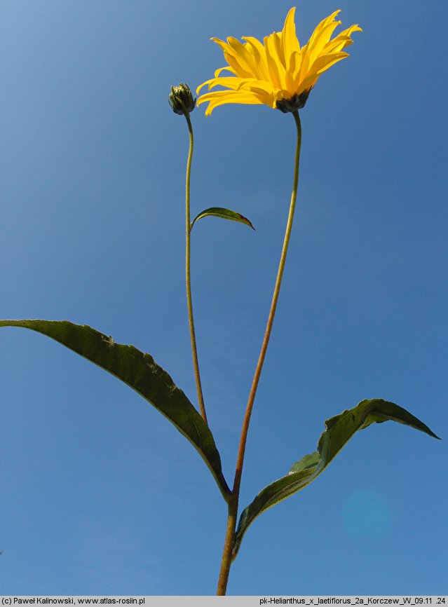 Helianthus ×laetiflorus (słonecznik jaskrawy)