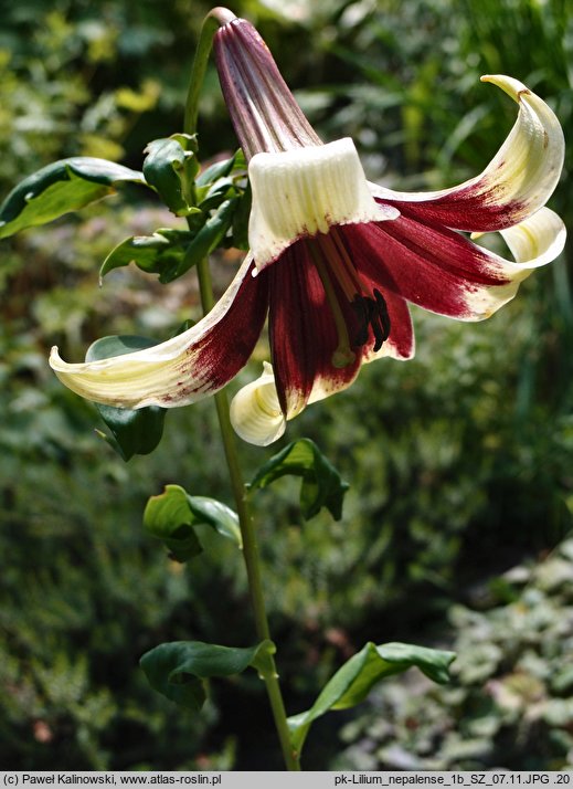 Lilium nepalense (lilia nepalska)