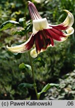 Lilium nepalense (lilia nepalska)