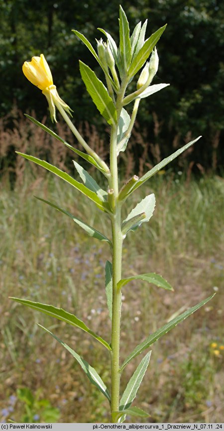 Oenothera albipercurva (wiesiołek zgiętoosiowy)