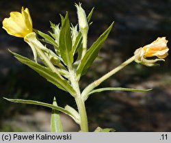 Oenothera albipercurva (wiesiołek zgiętoosiowy)