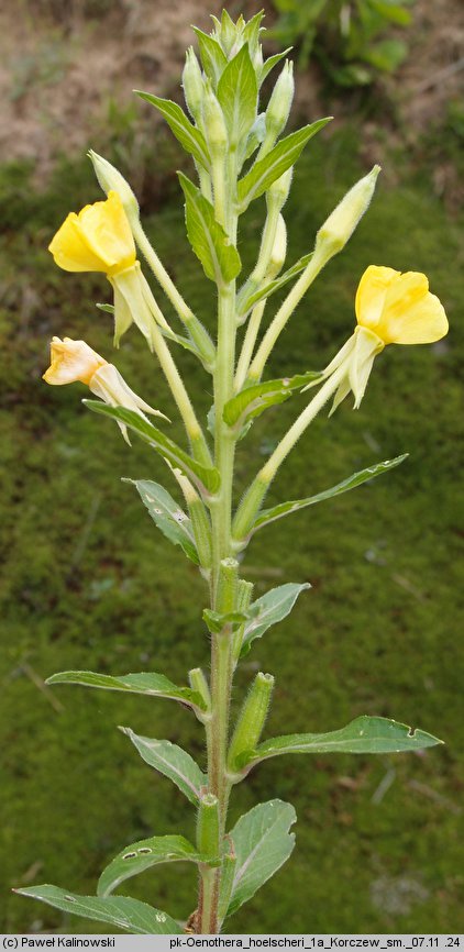 Oenothera hoelscheri (wiesiołek Hoelschera)