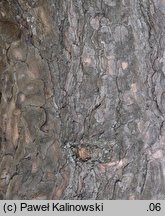 Pinus tabulaeformis (sosna chińska)