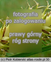 Carex vesicaria (turzyca pęcherzykowata)