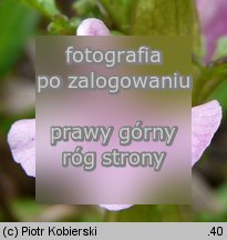 Pedicularis sylvatica (gnidosz rozesłany)