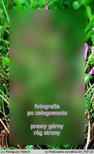 Pedicularis sylvatica (gnidosz rozesłany)