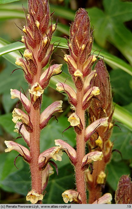 Orobanche hederae (zaraza bluszczowa)