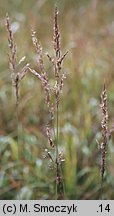 Calamagrostis canescens (trzcinnik lancetowaty)