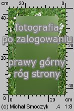 Eriophorum latifolium (wełnianka szerokolistna)