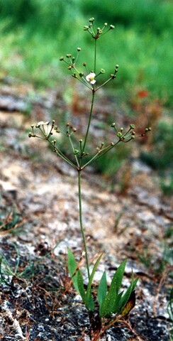 Alisma lanceolatum