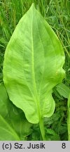 Alisma plantago-aquatica (żabieniec babka wodna)