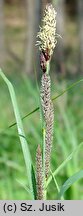 Carex gracilis (turzyca zaostrzona)