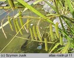Carex pseudocyperus (turzyca nibyciborowata)