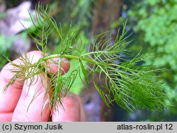 Myriophyllum spicatum (wywłócznik kłosowy)