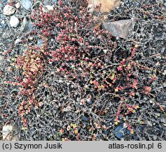 Saxifraga oppositifolia (skalnica naprzeciwlistna)