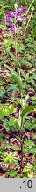 Cephalanthera rubra (buławnik czerwony)