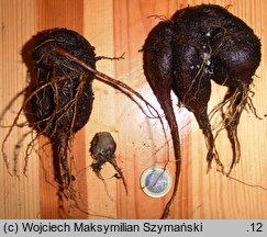 Mirabilis longiflora (dziwaczek długokwiatowy)