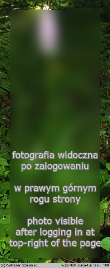 Dactylorhiza fuchsii (kukułka Fuchsa)