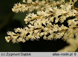 Reynoutria sachalinensis (rdestowiec sachaliński)