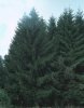 Picea abies