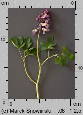 Corydalis cava (kokorycz pusta)