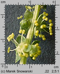 Mercurialis perennis (szczyr trwały)