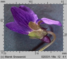 Viola odorata (fiołek wonny)