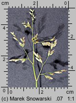 Poa annua (wiechlina roczna)