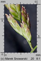 Poa annua (wiechlina roczna)