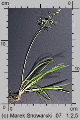 Poa annua (wiechlina roczna)