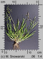 Poa annua (wiechlina roczna)