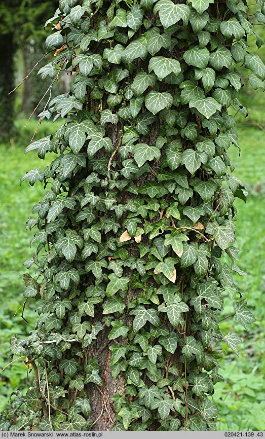 Hedera helix (bluszcz pospolity)