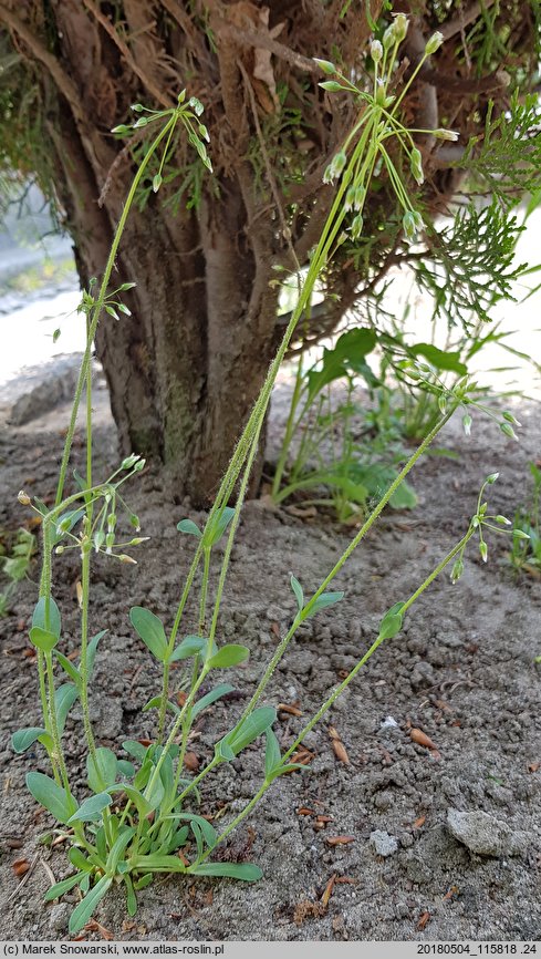 Holosteum umbellatum (mokrzycznik baldaszkowy)