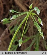 Holosteum umbellatum (mokrzycznik baldaszkowy)