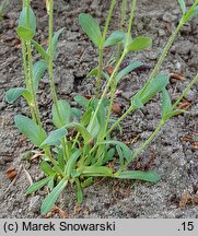 Holosteum umbellatum (mokrzycznik baldaszkowy)