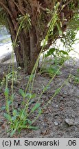 Holosteum umbellatum (mokrzycznik baldaszkowy)