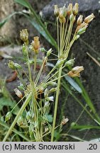 Holosteum umbellatum (mokrzycznik baldaszkowy)