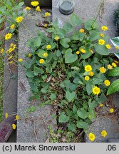 Doronicum columnae (omieg sercowaty)